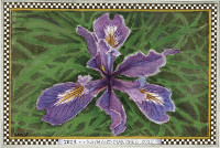 Iris